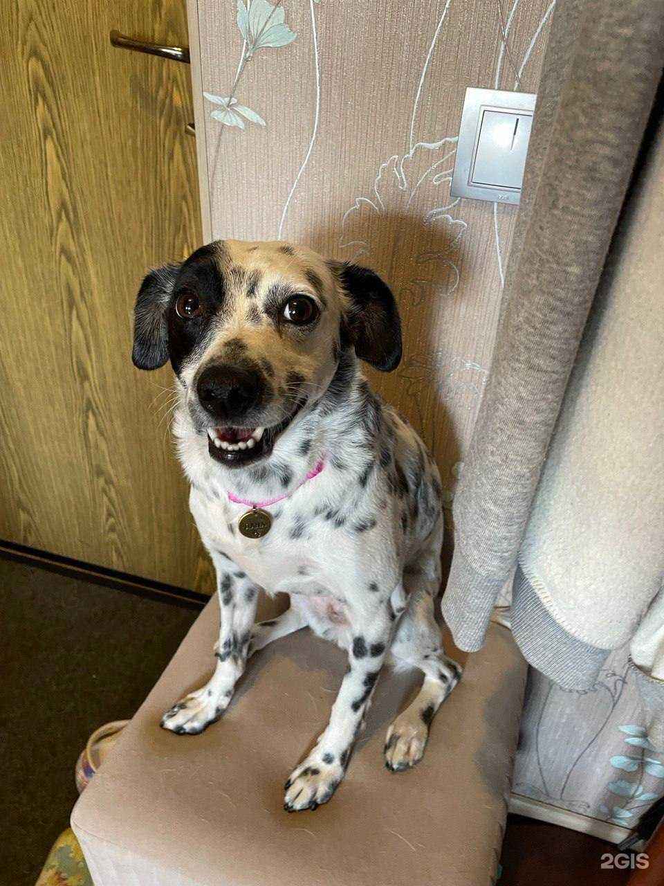 Отзывы на компанию Рыжий пес в Уфе c фото