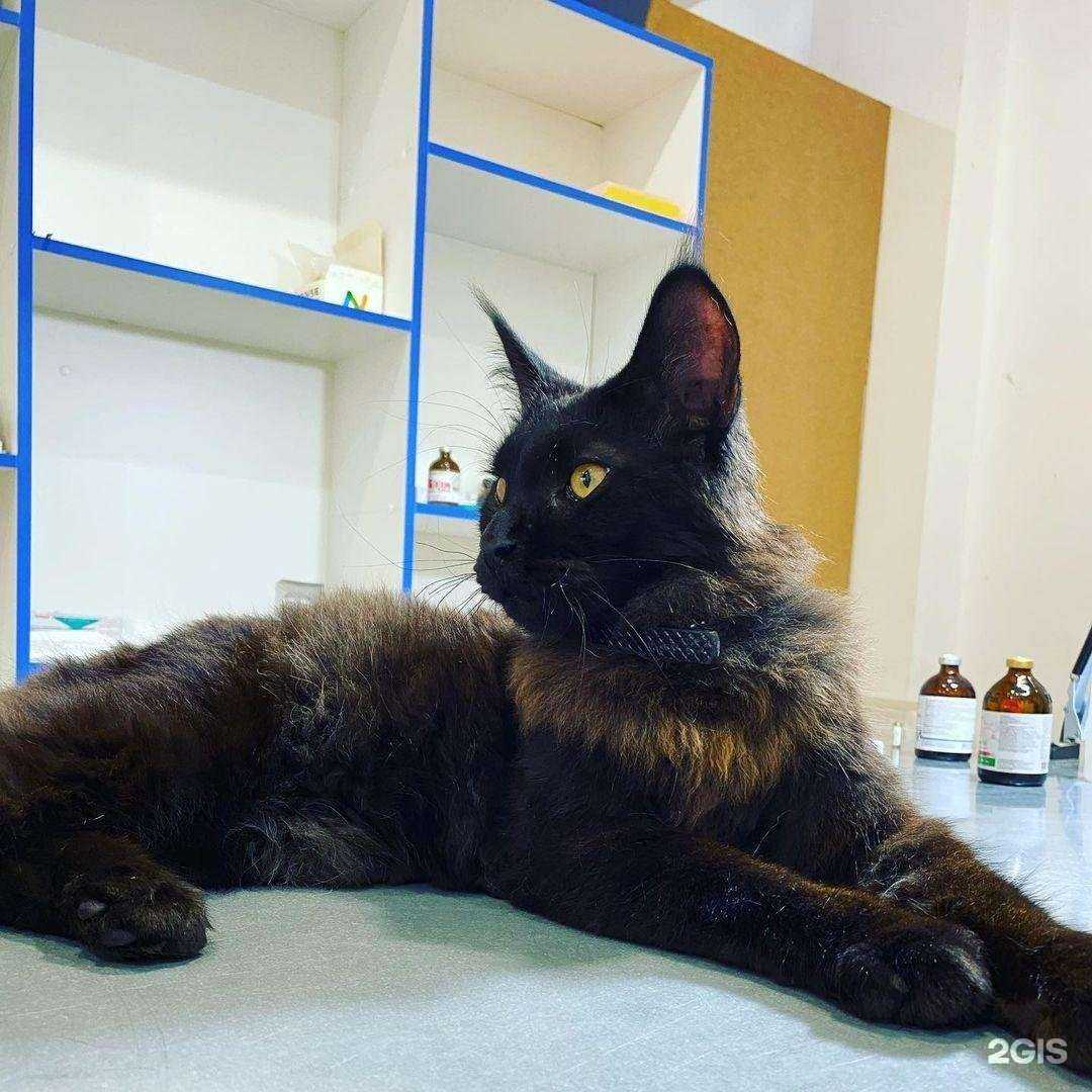 Отзывы на компанию Zooмагазин в Дербенте c фото