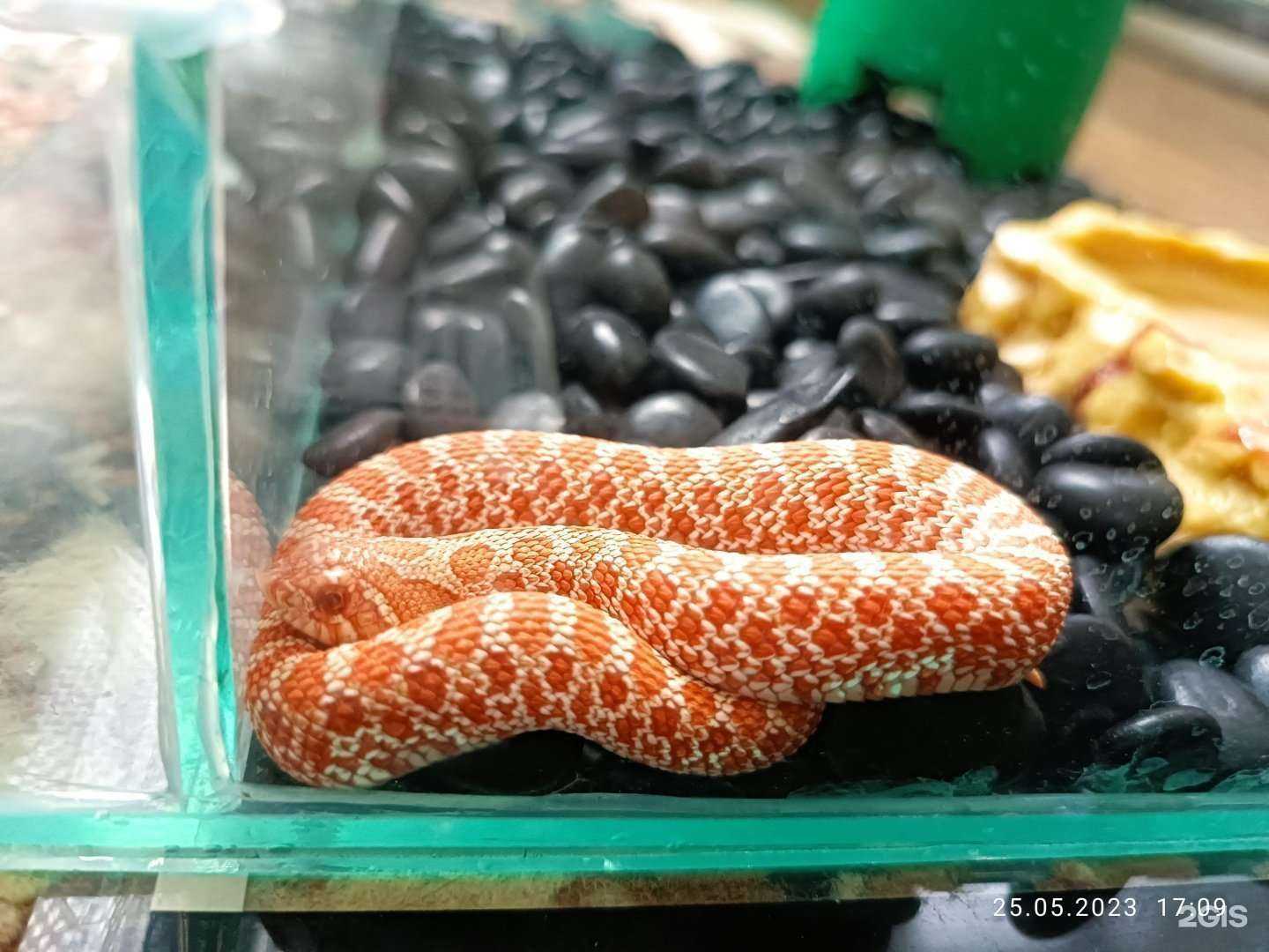 Отзывы на компанию Купи слона в Махачкале c фото