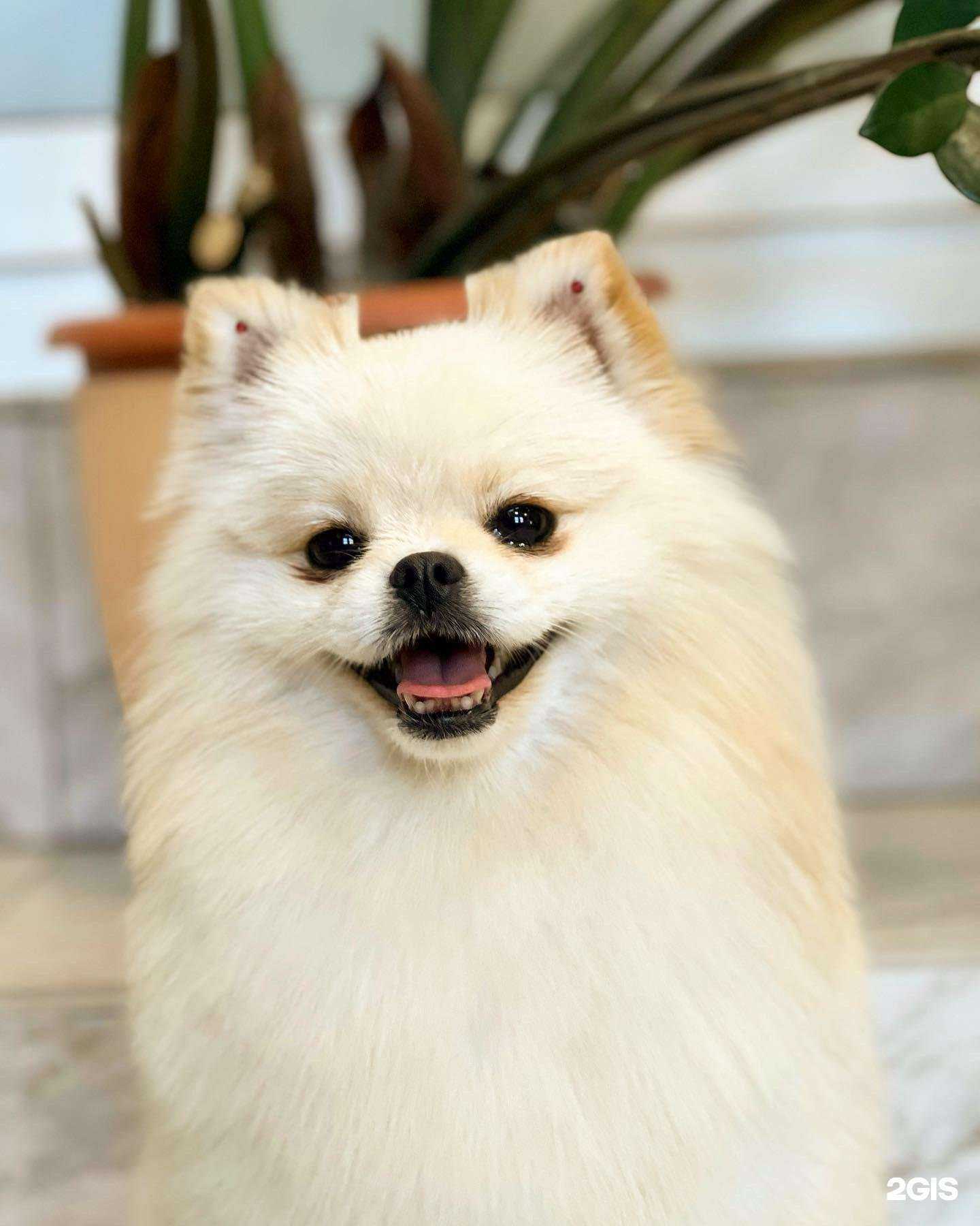 Отзывы на компанию Студия груминга в г. Ставрополь c фото