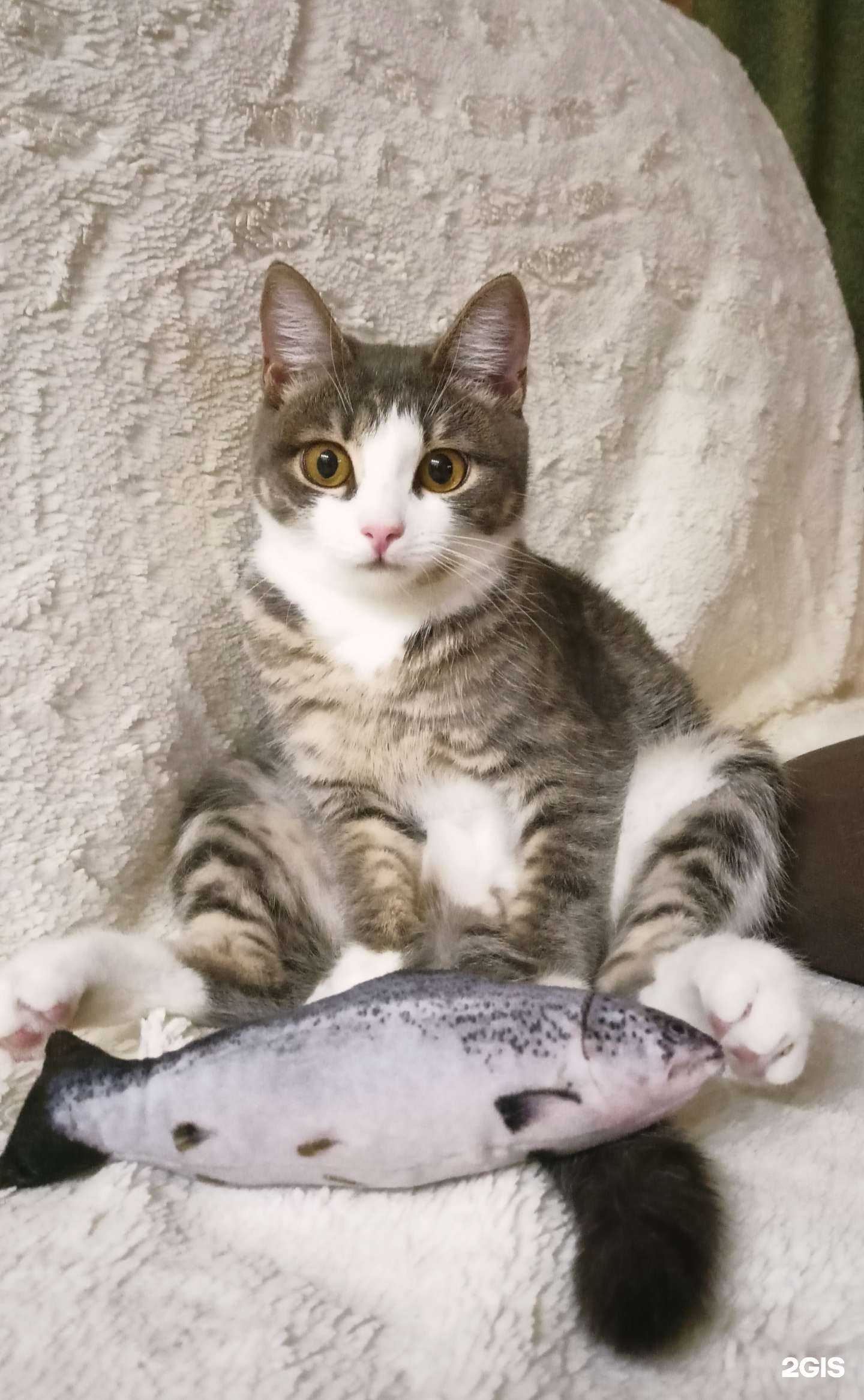 Отзывы на компанию Ветеринарный кабинет в г. Новосибирск c фото