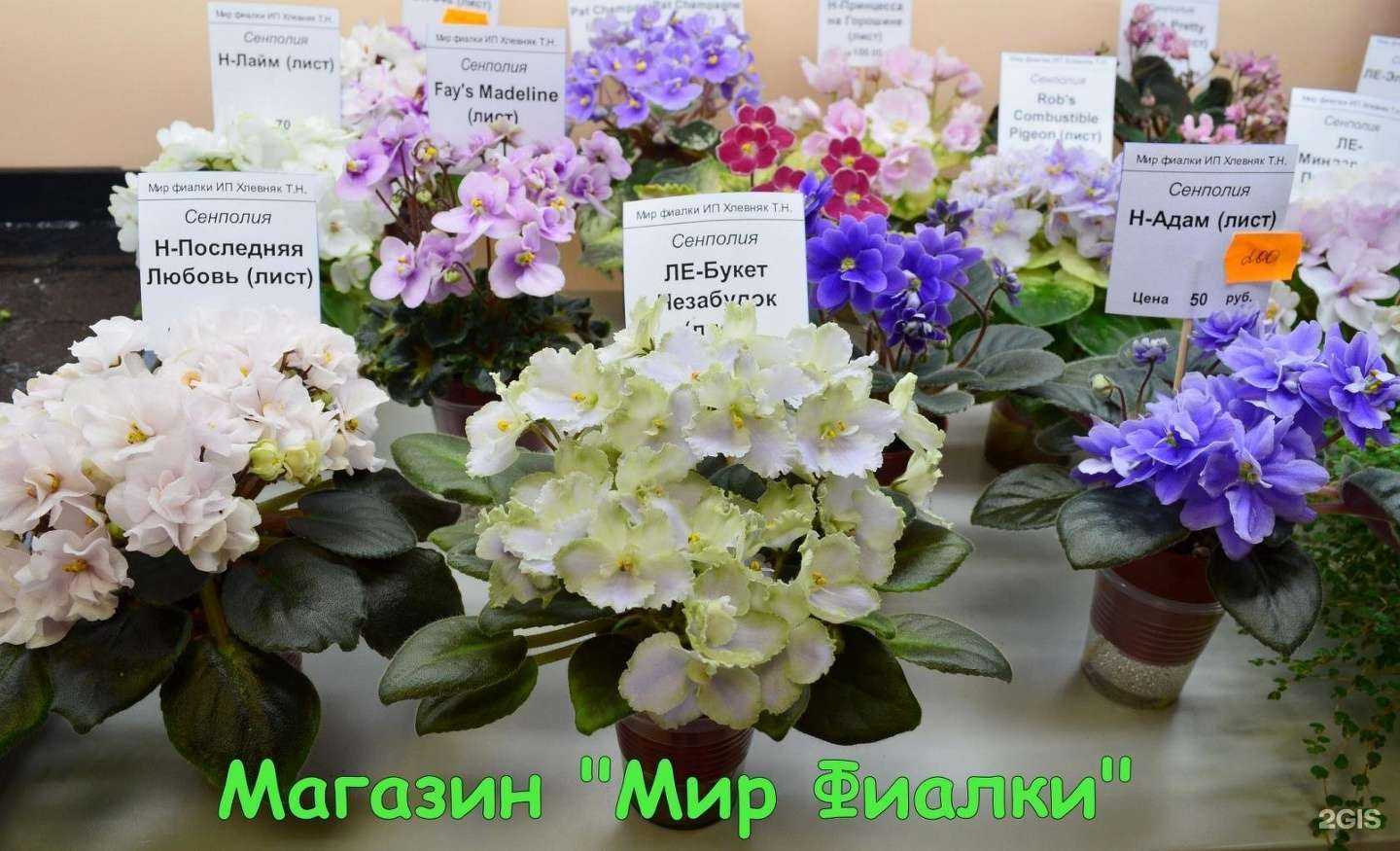 Отзывы на компанию Мир фиалки в Воронеже c фото