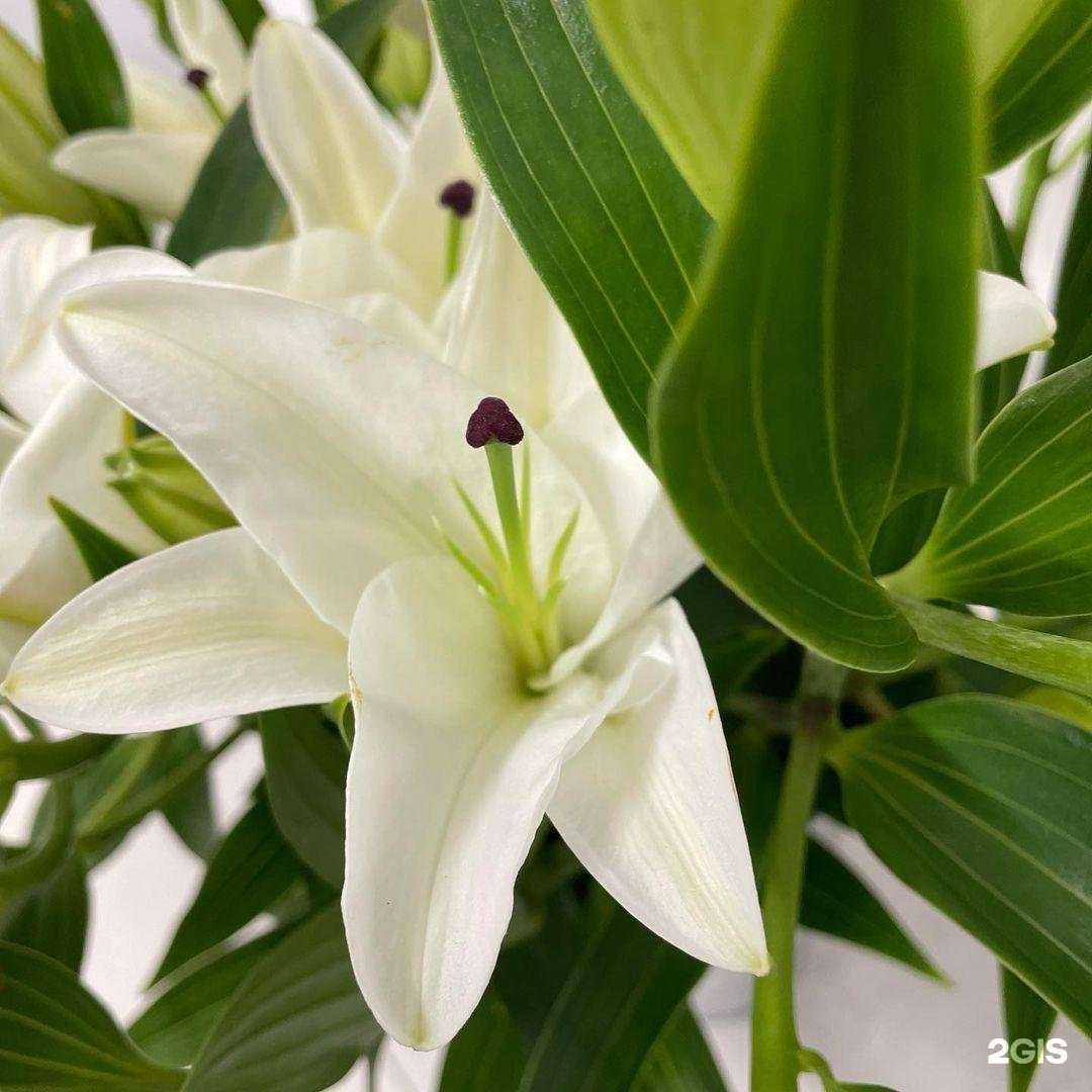 Отзывы на компанию Цветочный магазин в г. Пенза c фото