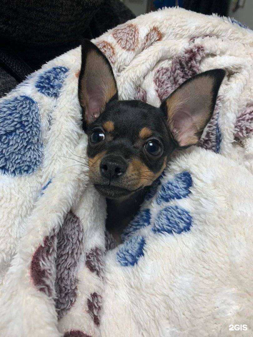 Отзывы на компанию В Мире Животных в г. Томск c фото