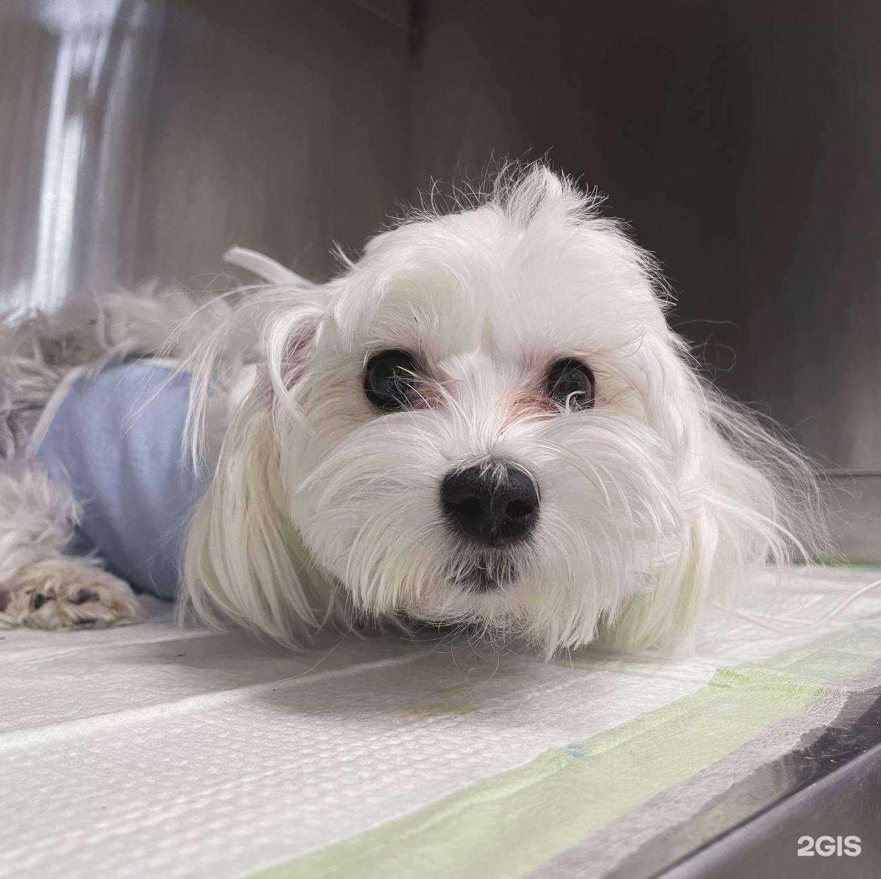 Отзывы на компанию Апрелевский ветеринарный центр в Апрелевке c фото