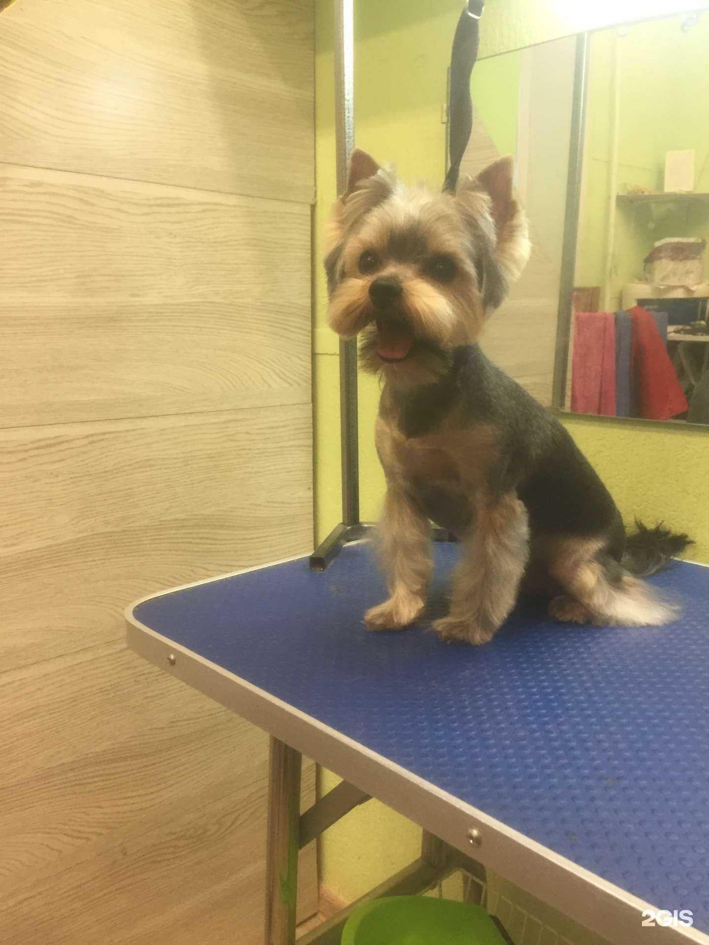 Отзывы на компанию Стиляги в Новосибирске c фото