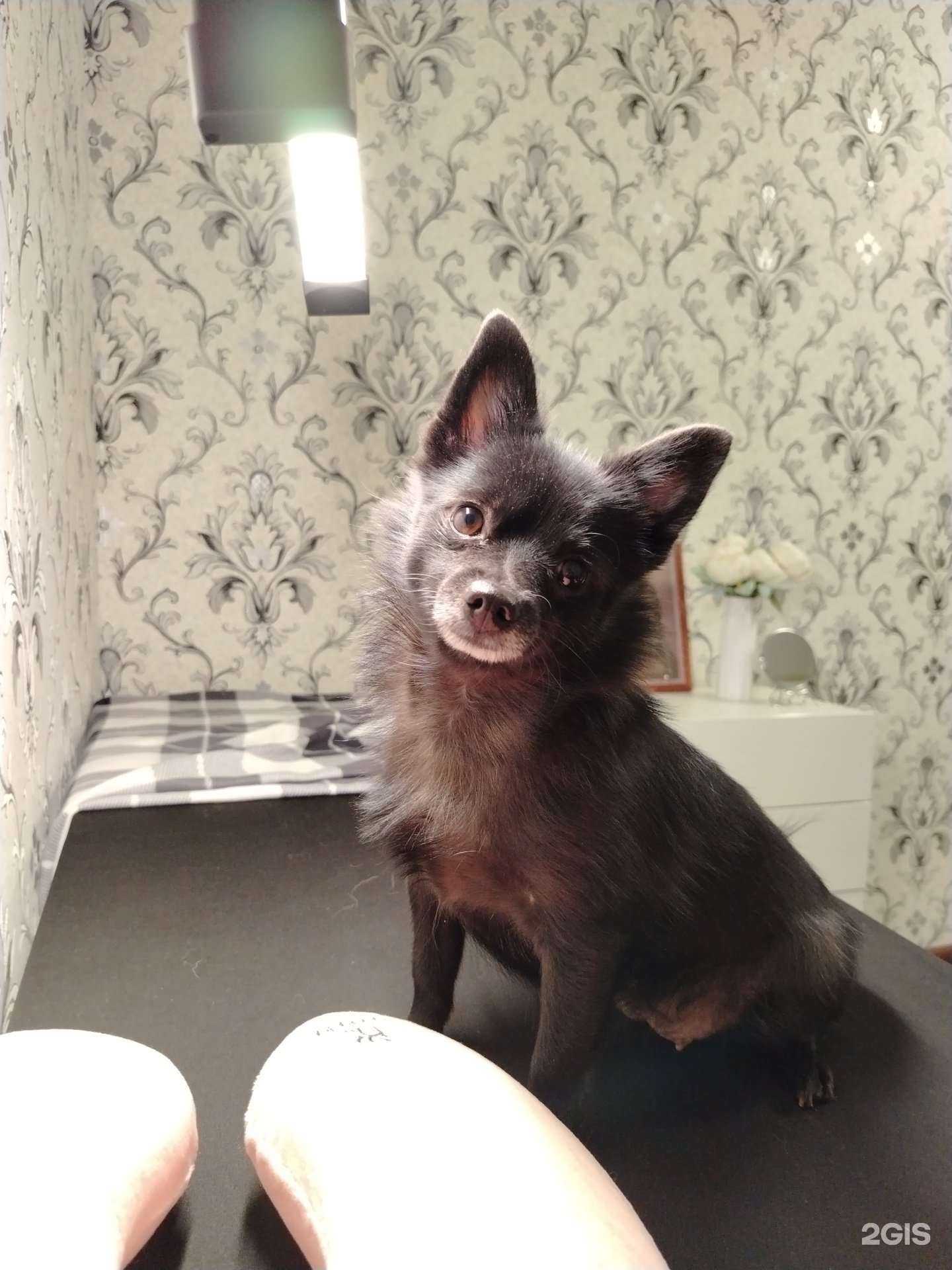 Отзывы на компанию Ветеринарный центр в г. Магнитогорск c фото