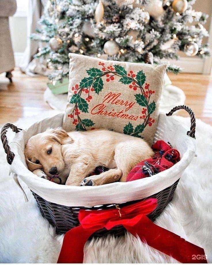 Отзывы на компанию Фауна в Смоленске c фото