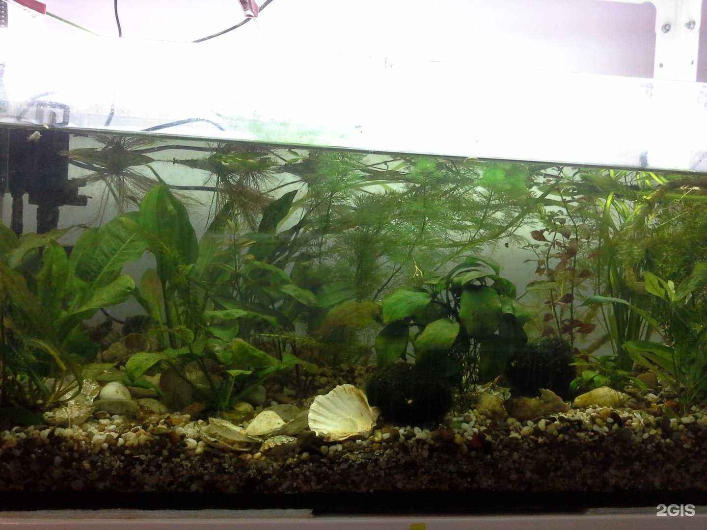 Отзывы на компанию Аквариумы и экзотика в г. Тюмень c фото