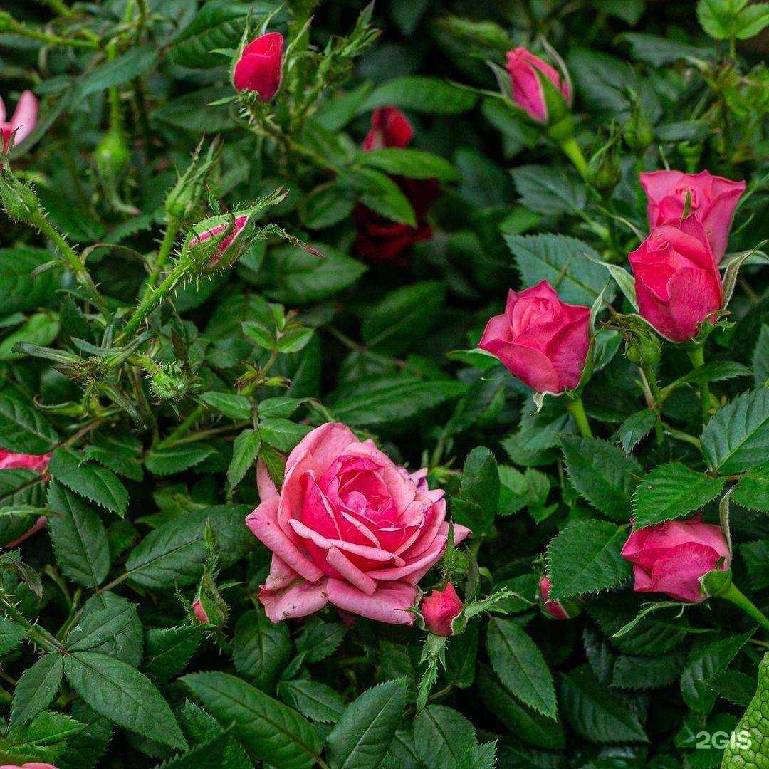 Отзывы на компанию OBI в Брянске c фото