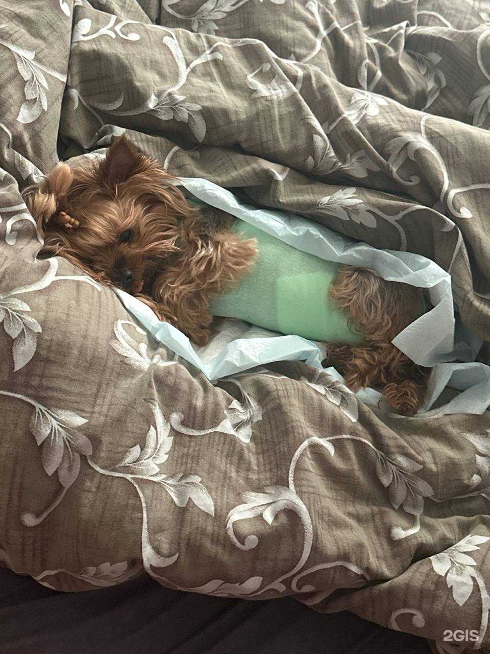 Отзывы на компанию Багира в г. Пенза c фото