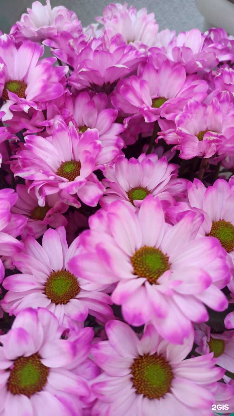 Отзывы на компанию Салон цветов в Сургуте c фото