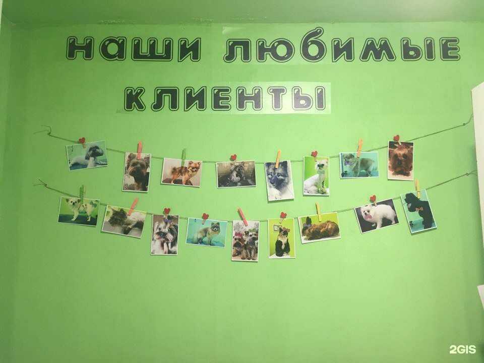 Отзывы на компанию Мяу-Гав в Ярославле c фото