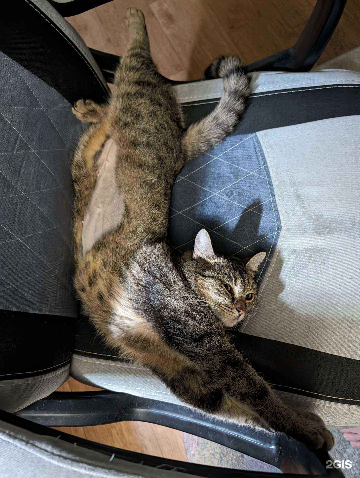 Отзывы на компанию Омский областной центр по профилактике, экспертизе и лечению животных в г. Омск c фото