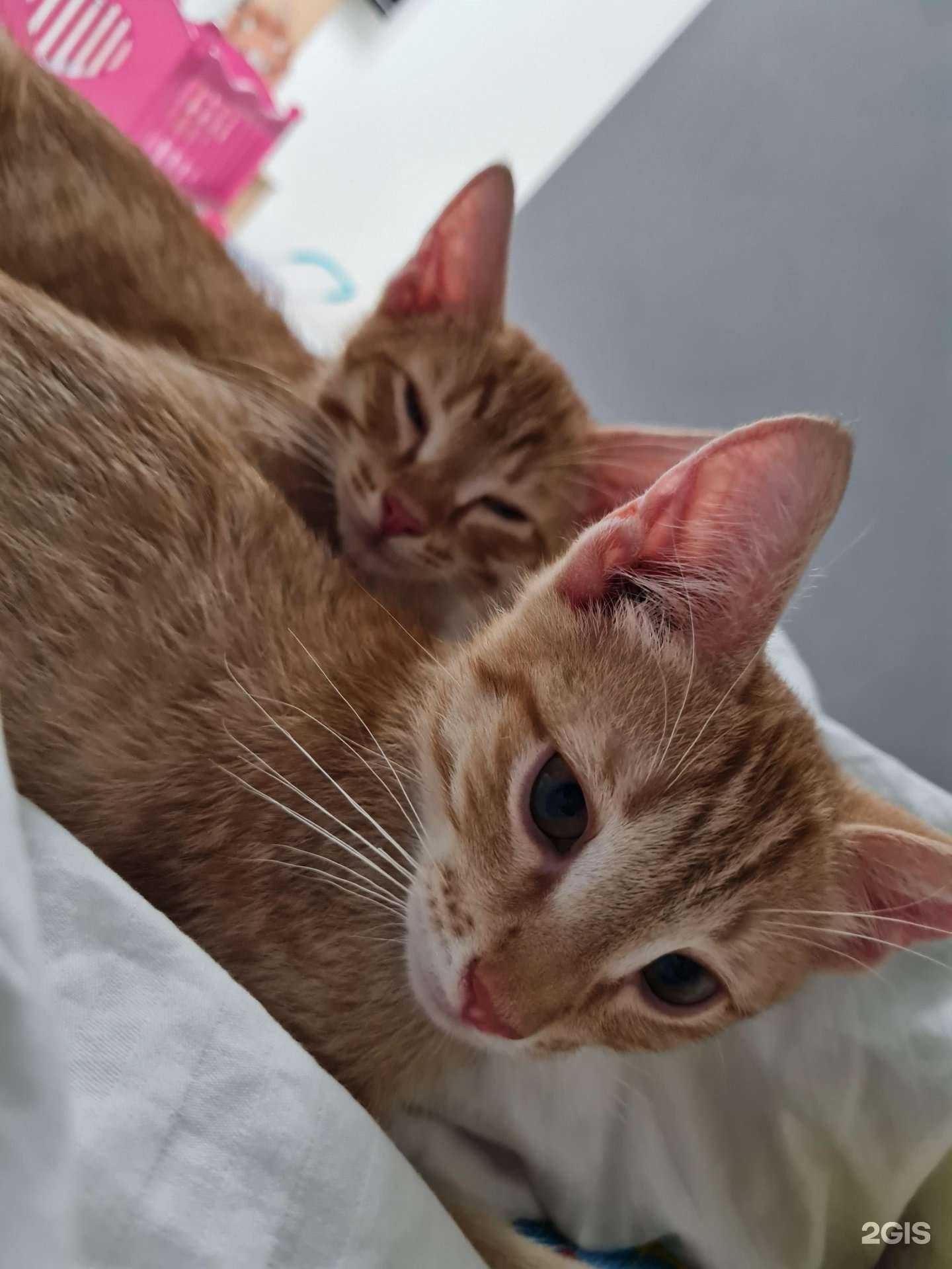 Отзывы на компанию Верхне-Пышминская ветеринарная станция в Верхней Пышме c фото