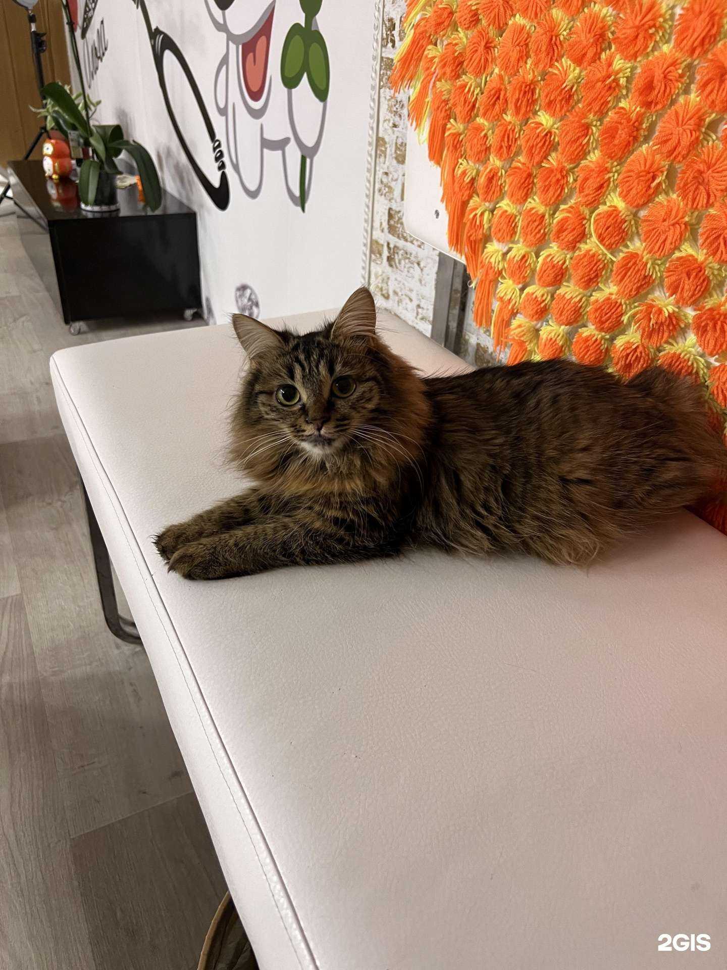 Отзывы на компанию Студия Груминга у Ольги в г. Нижневартовск c фото