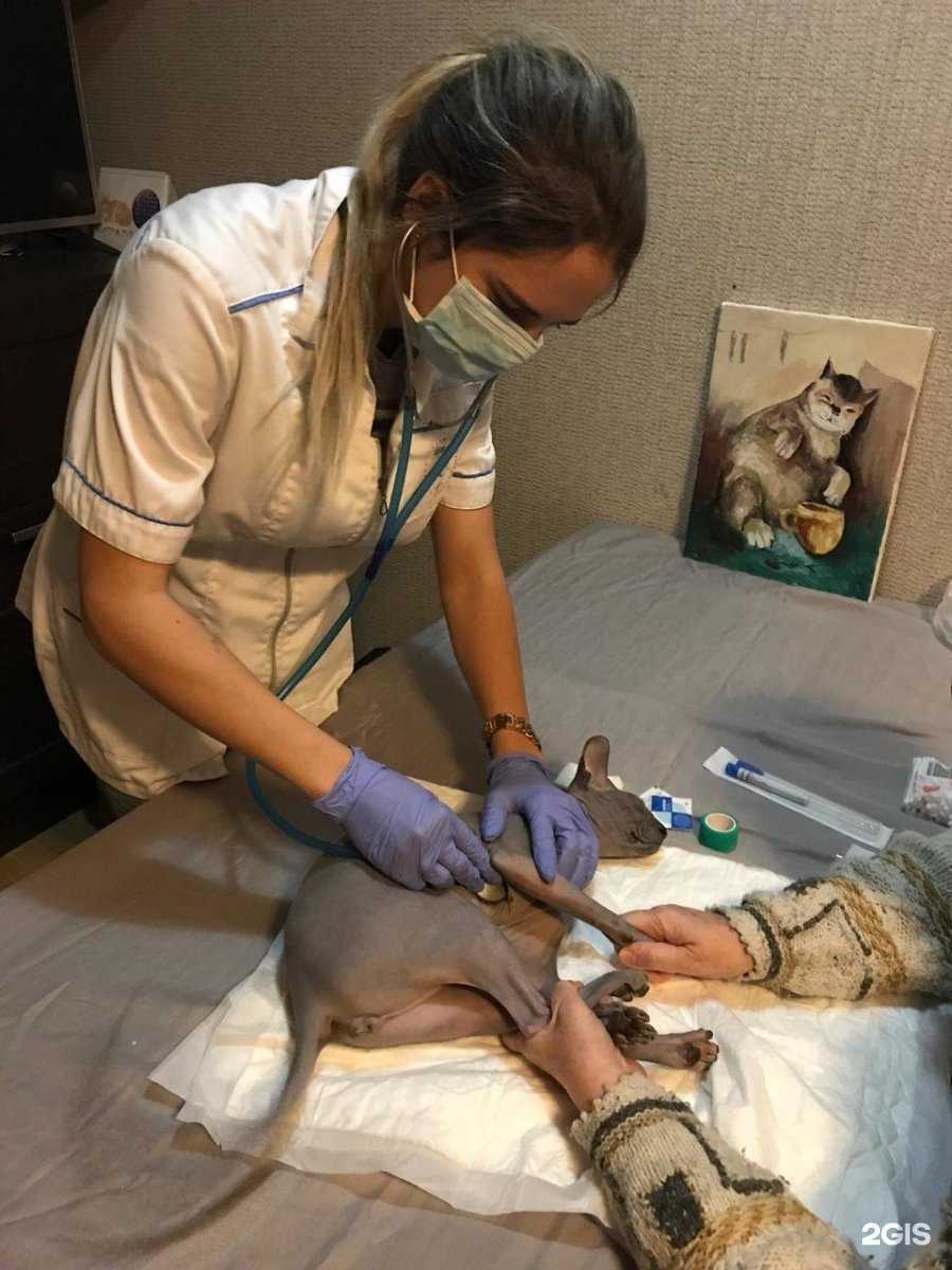 Отзывы на компанию Ветеринар22 в Барнауле c фото