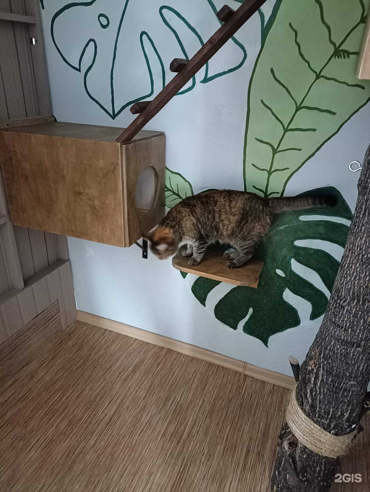 Отзывы на компанию Котейка в Уфе c фото