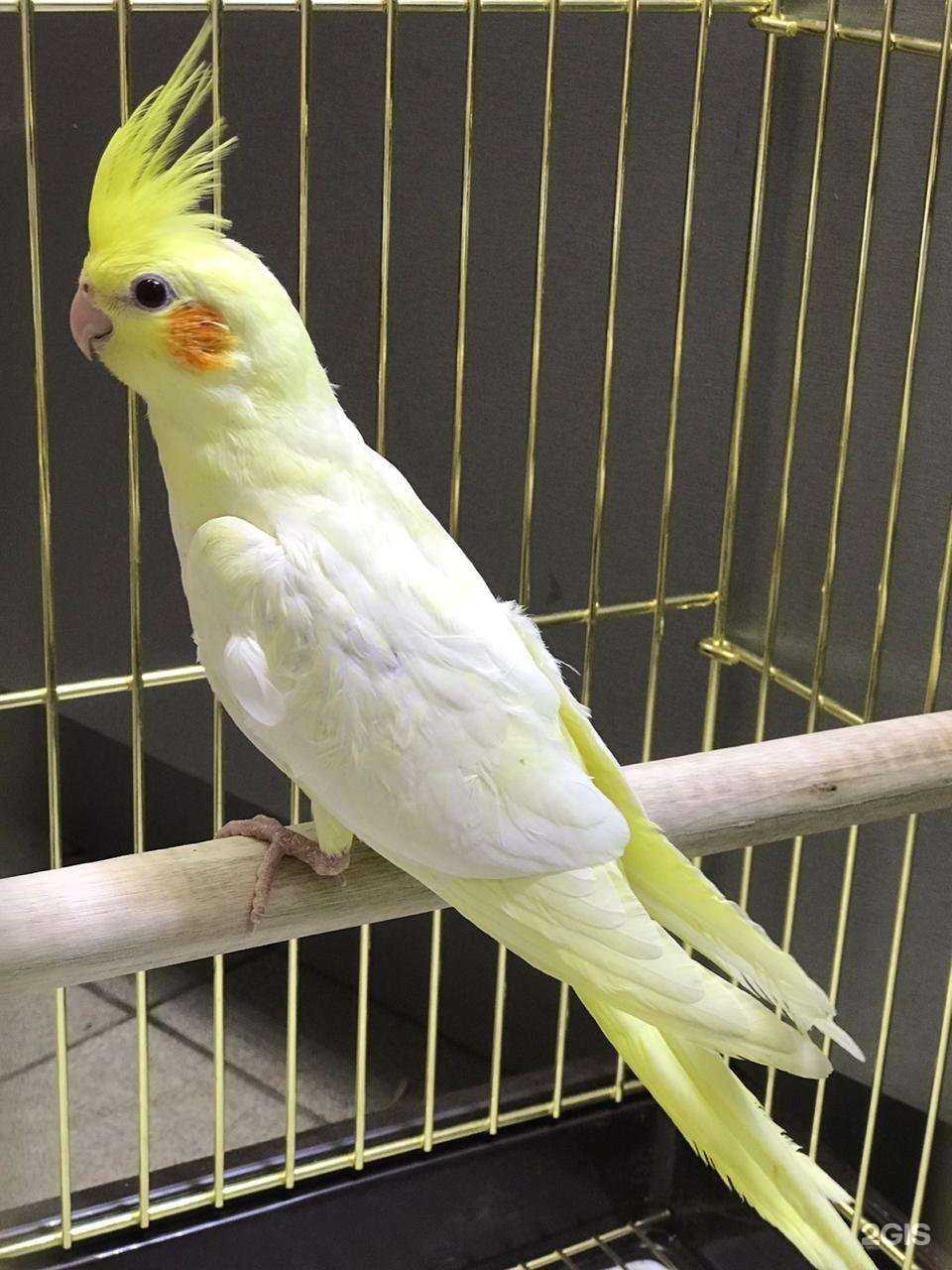 Отзывы на компанию Усики и Носики в г. Ростов-на-Дону c фото