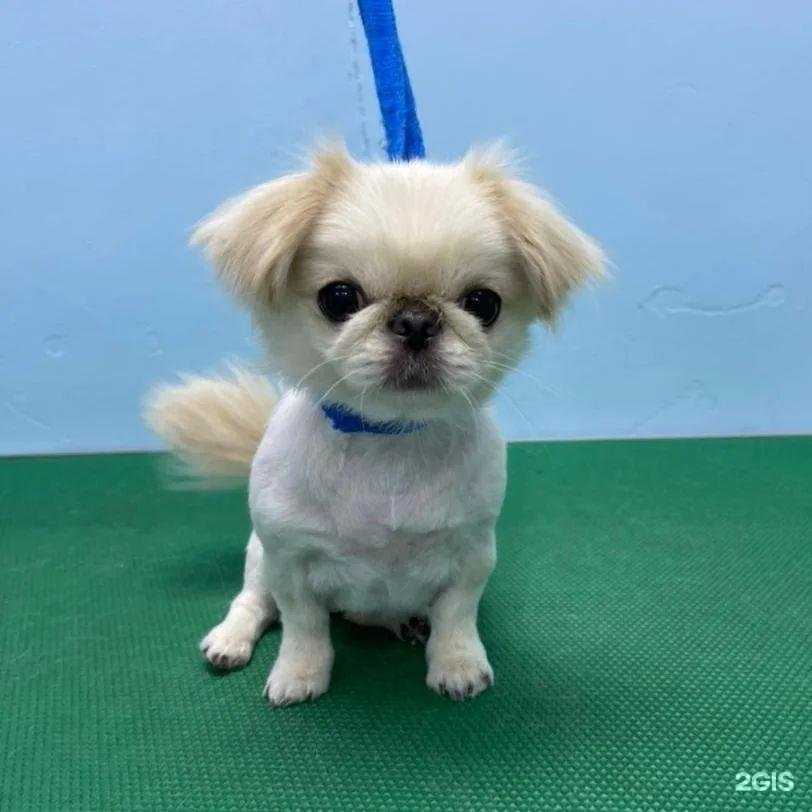 Отзывы на компанию Нано грум в г. Видное c фото