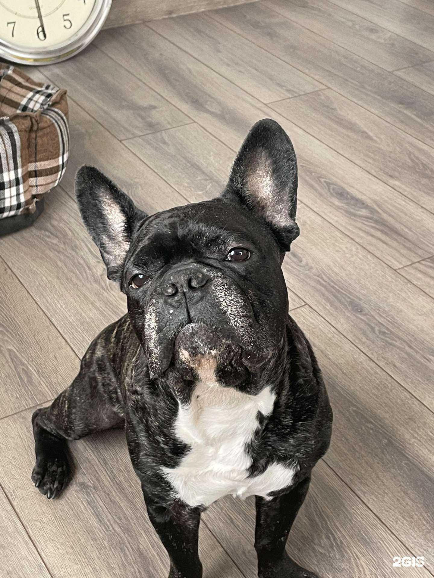 Отзывы на компанию Динго в Екатеринбурге c фото