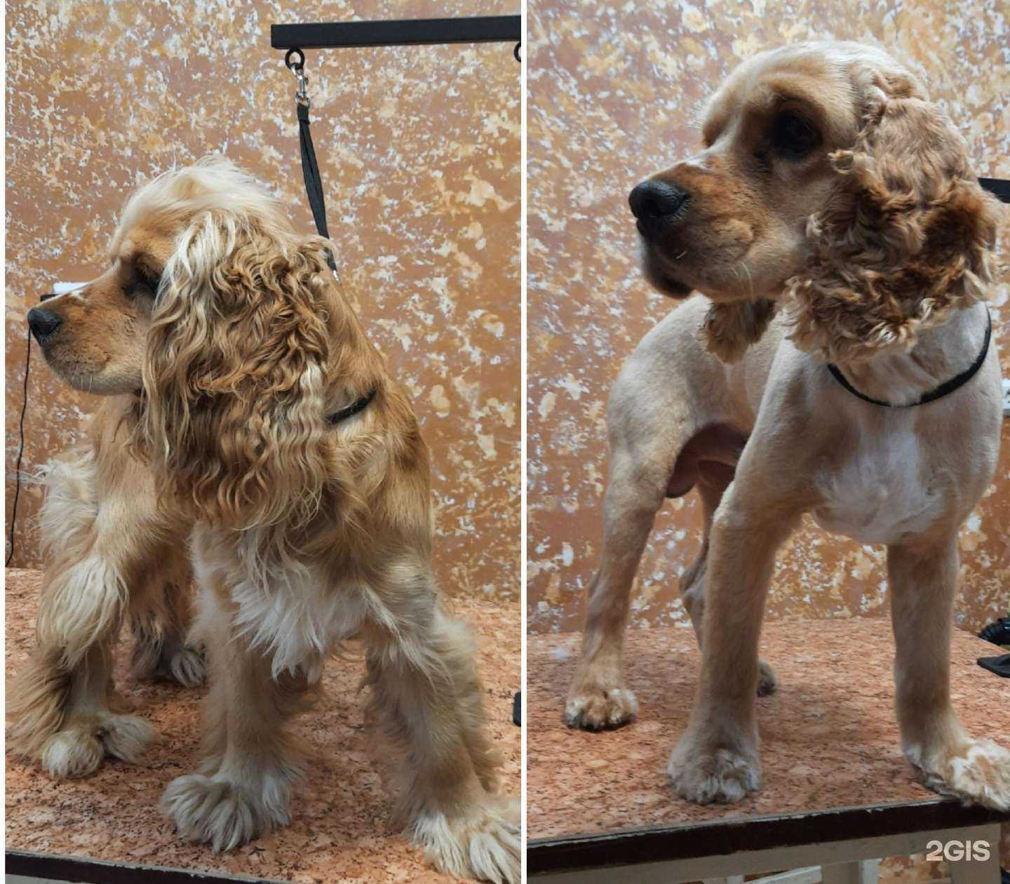 Отзывы на компанию Груминг-салон в г. Красноярск c фото