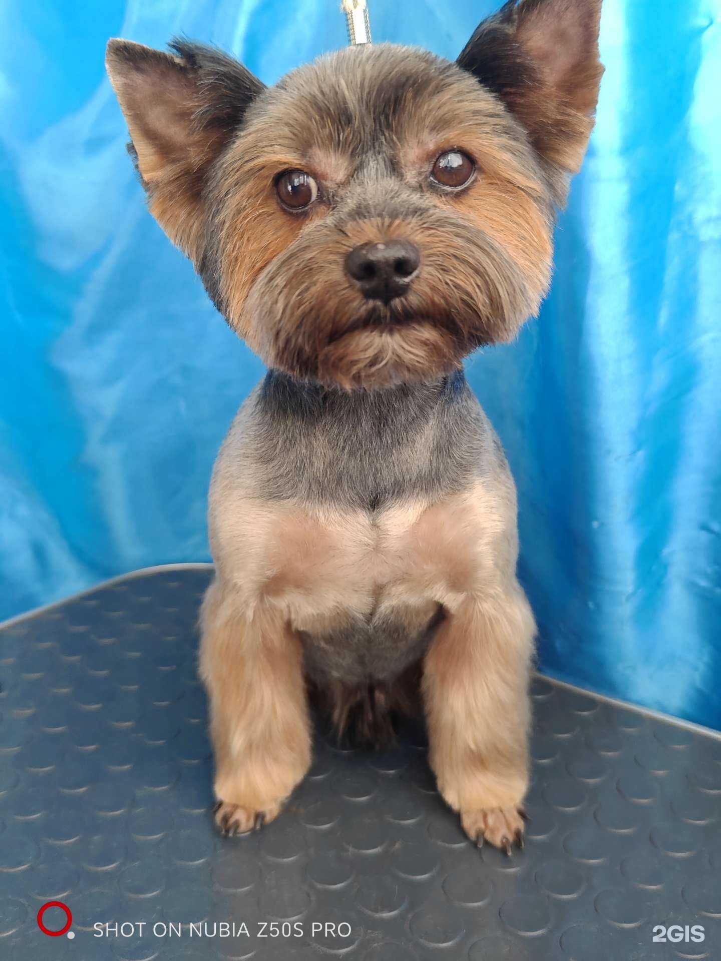 Отзывы на компанию Магия груминга в г. Химки c фото