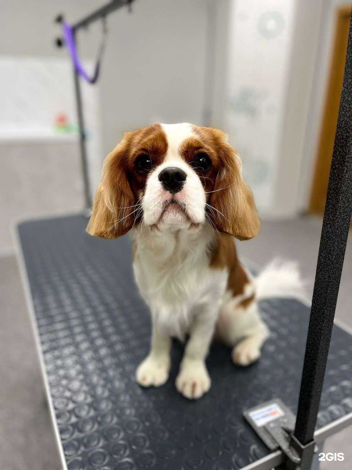 Отзывы на компанию Время груминга в Архангельске c фото