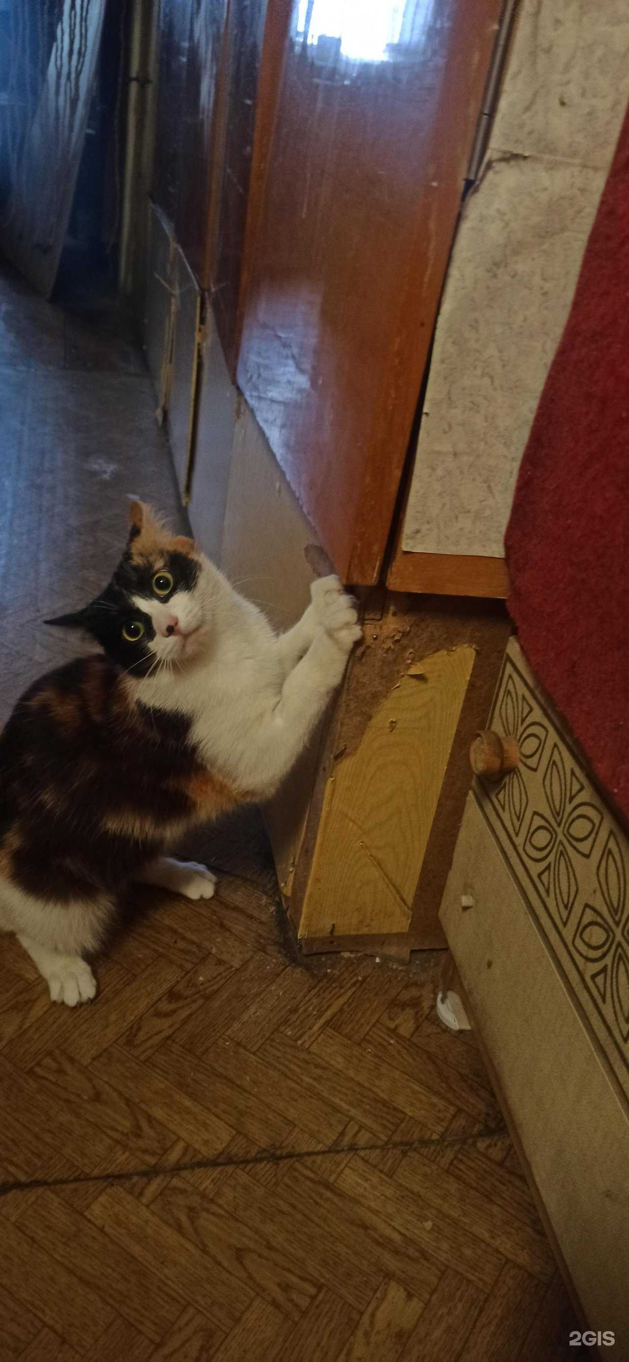 Отзывы на компанию Ветпомощь на АБ в г. Бийск c фото