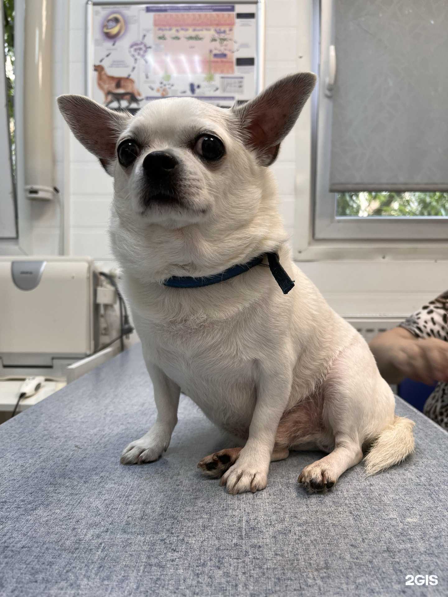 Отзывы на компанию ParaDogs в Калининграде c фото