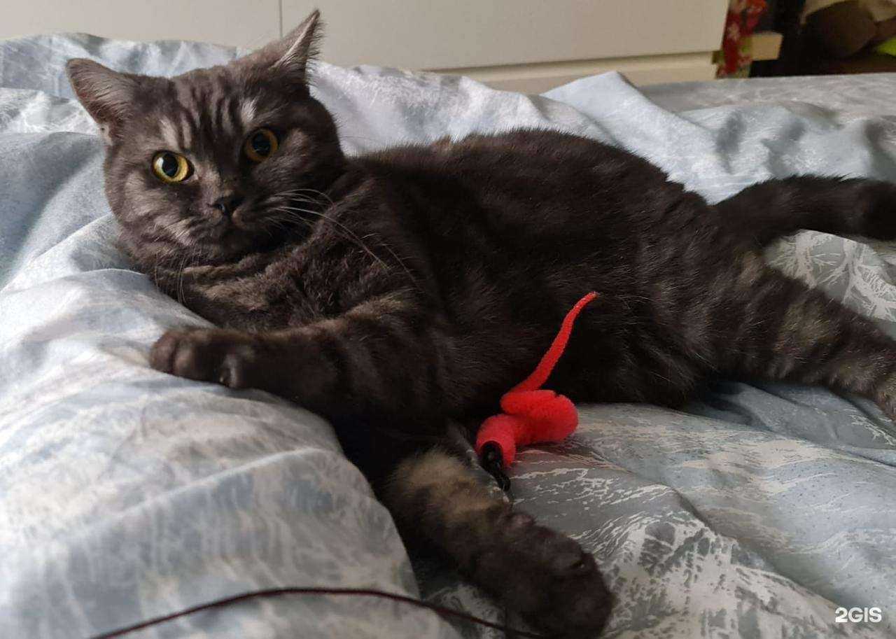 Отзывы на компанию Любимчик в г. Балашиха c фото