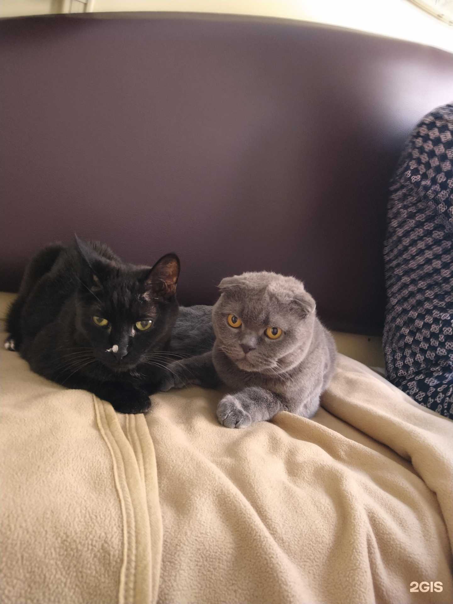 Отзывы на компанию Собачье сердце в Красноярске c фото