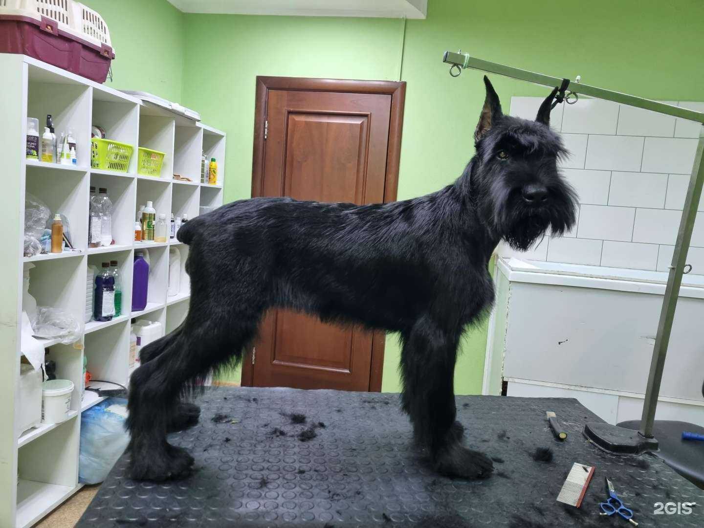 Отзывы на компанию Лапкин`с в Красноярске c фото