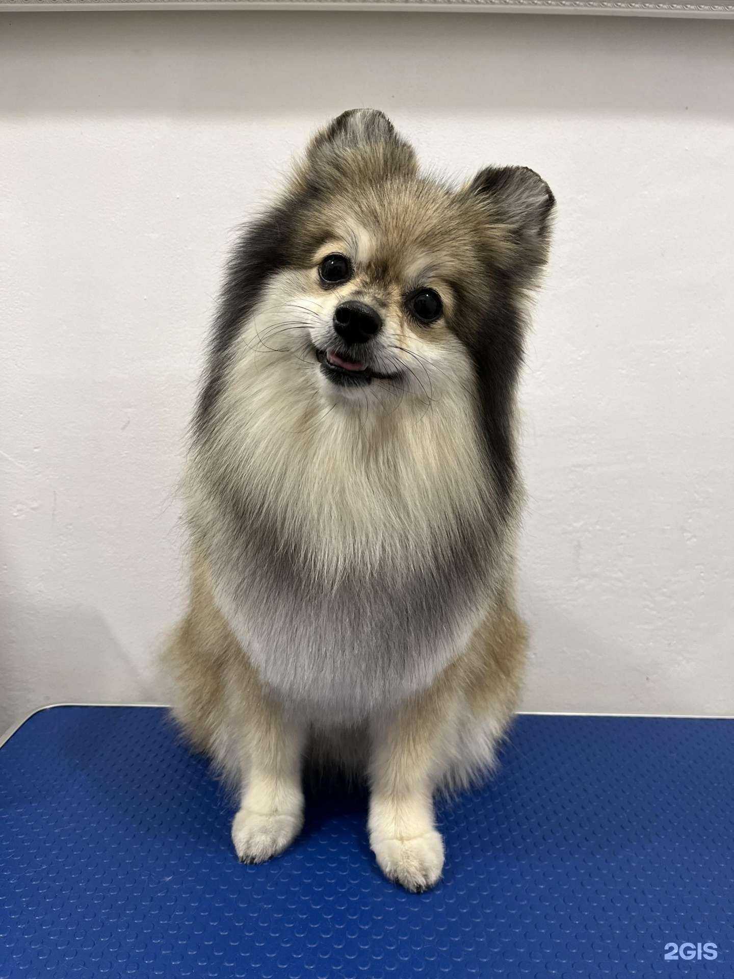 Отзывы на компанию Красивые пушистые в Краснодаре c фото