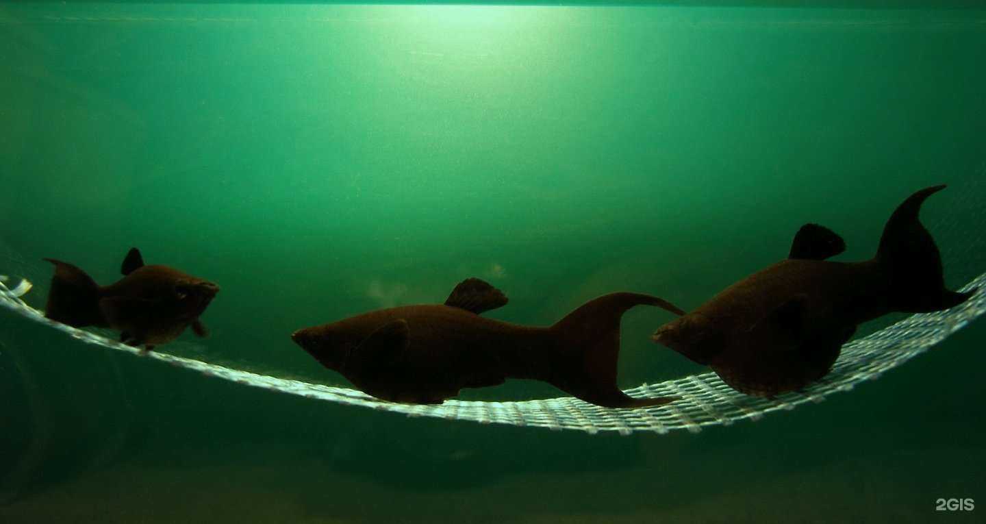 Отзывы на компанию Панакфиш в Челябинске c фото