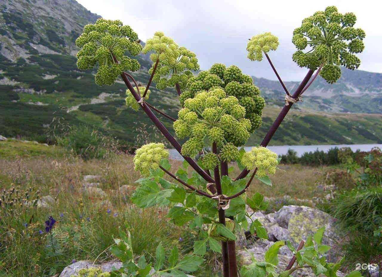 Отзывы на компанию Шалфей в Казани c фото