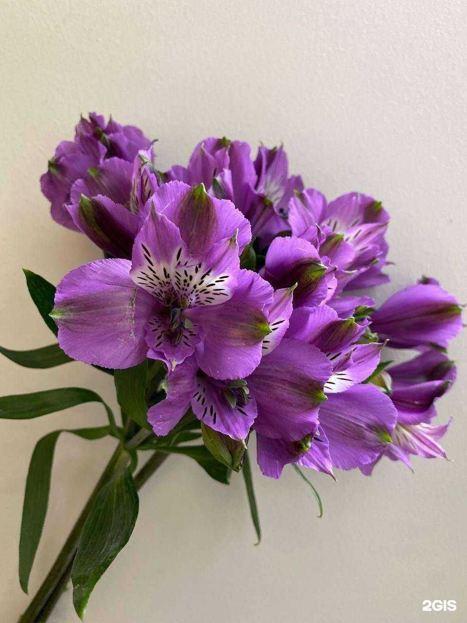 Отзывы на компанию Амелия в г. Ангарск c фото