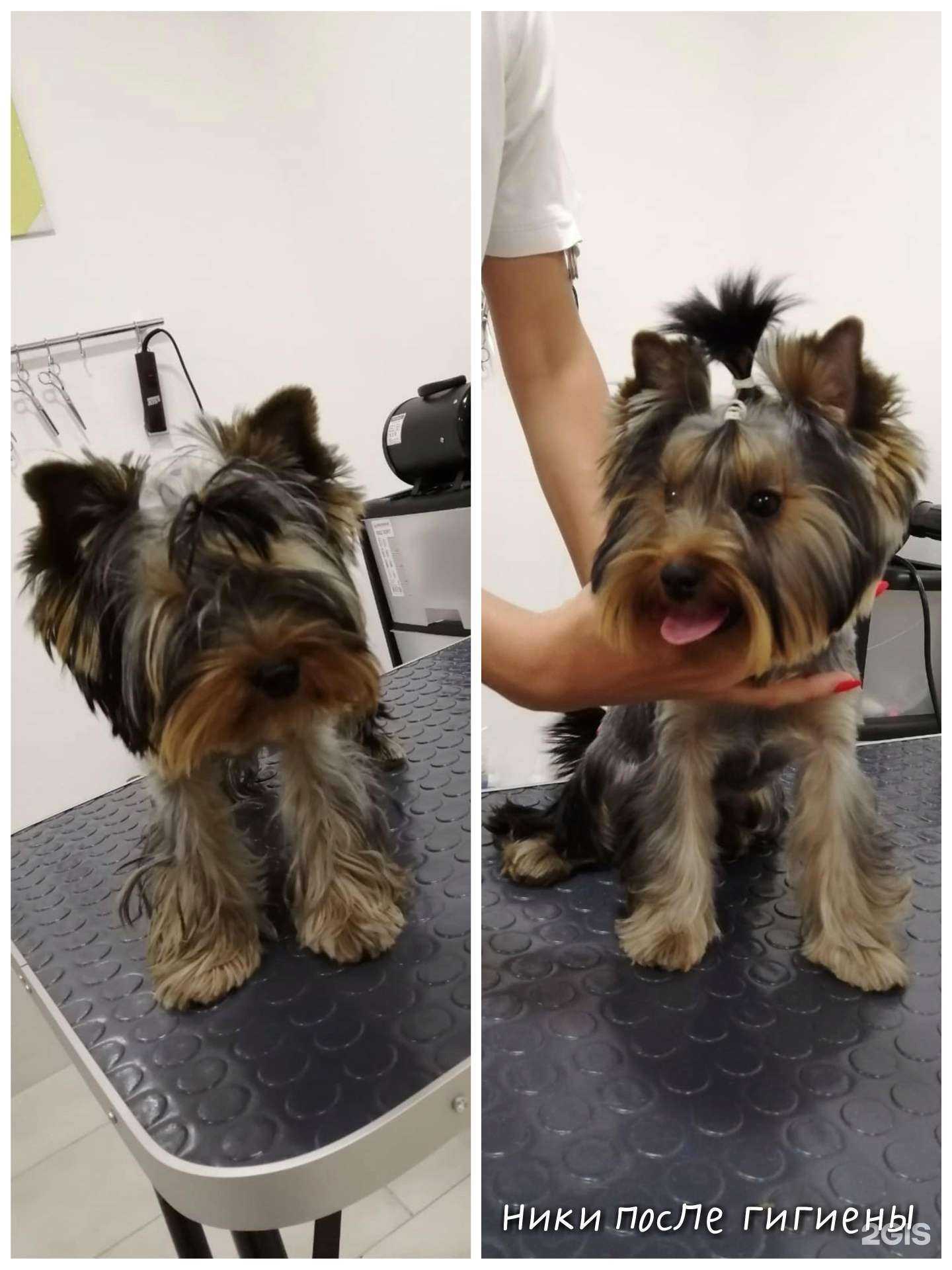 Отзывы на компанию Бобосечка в Омске c фото