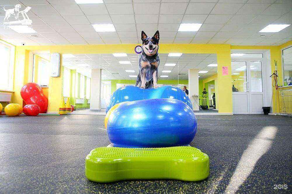 Отзывы на компанию Фитнес Дог в Екатеринбурге c фото