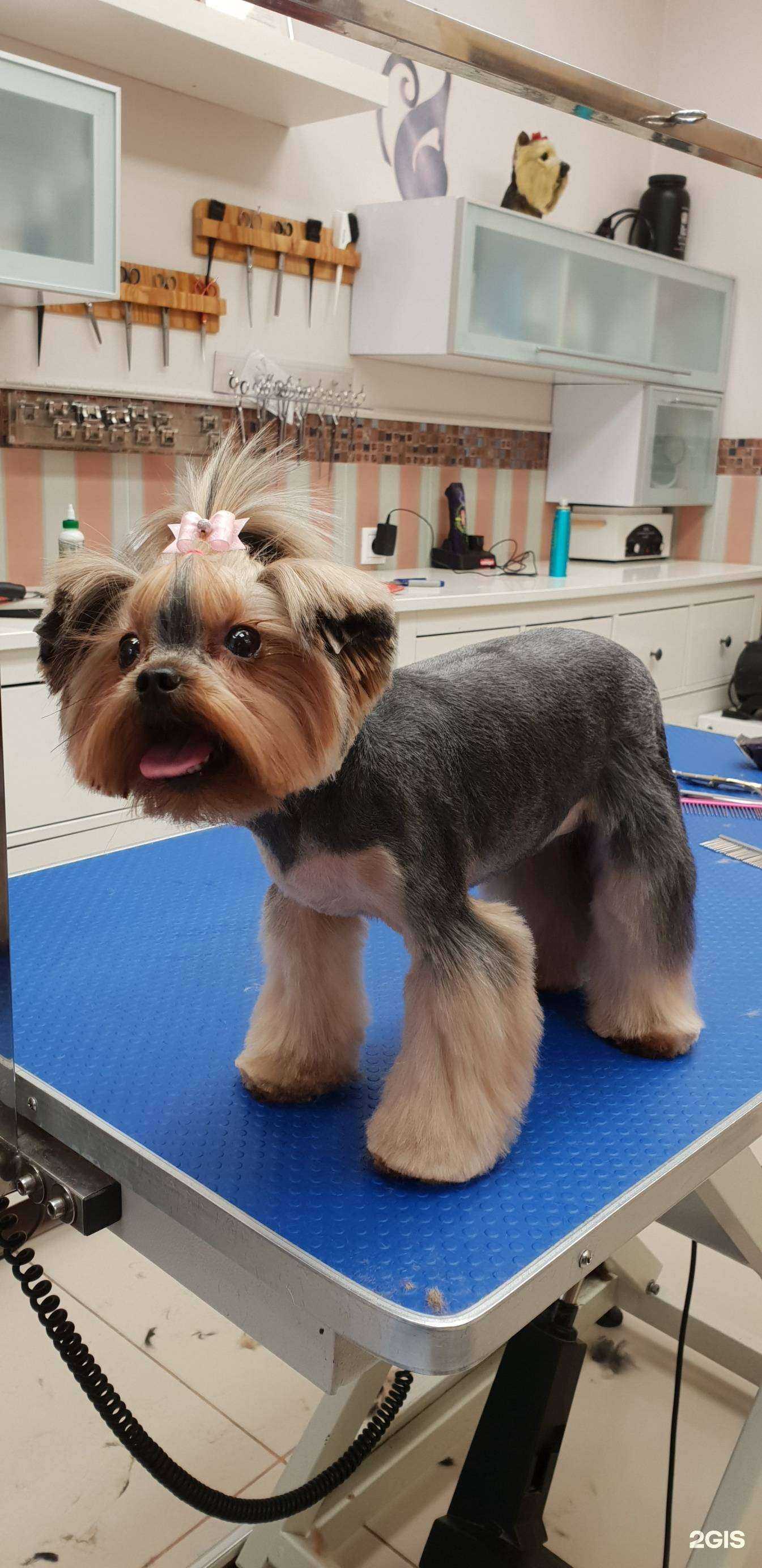 Отзывы на компанию Цаца в Новокузнецке c фото