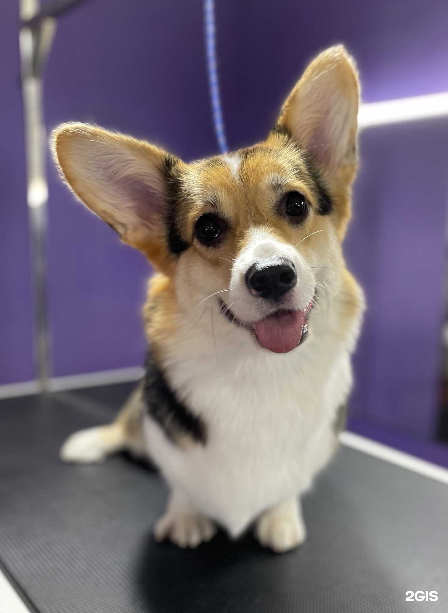 Отзывы на компанию Purple Dog в г. Хабаровск c фото