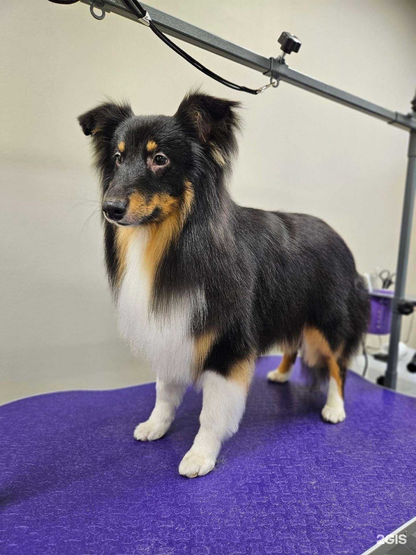 Отзывы на компанию Грумыч в Челябинске c фото