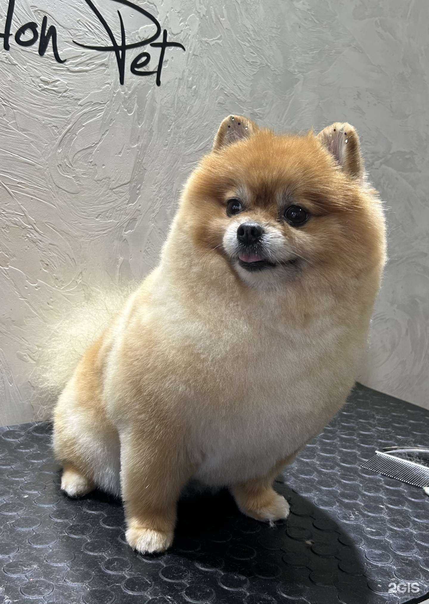 Отзывы на компанию Груминг салон в г. Уссурийск c фото