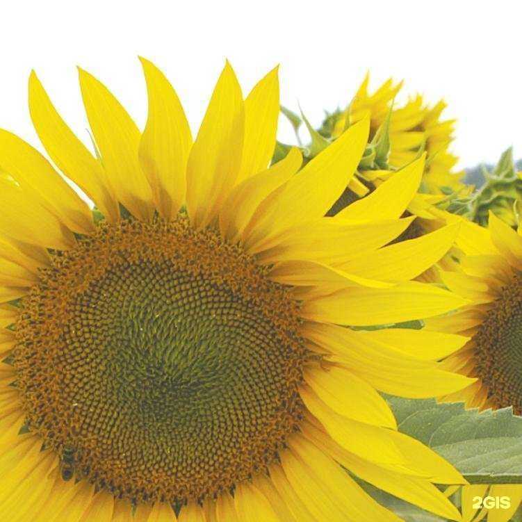 Отзывы на компанию Шанс в Барнауле c фото