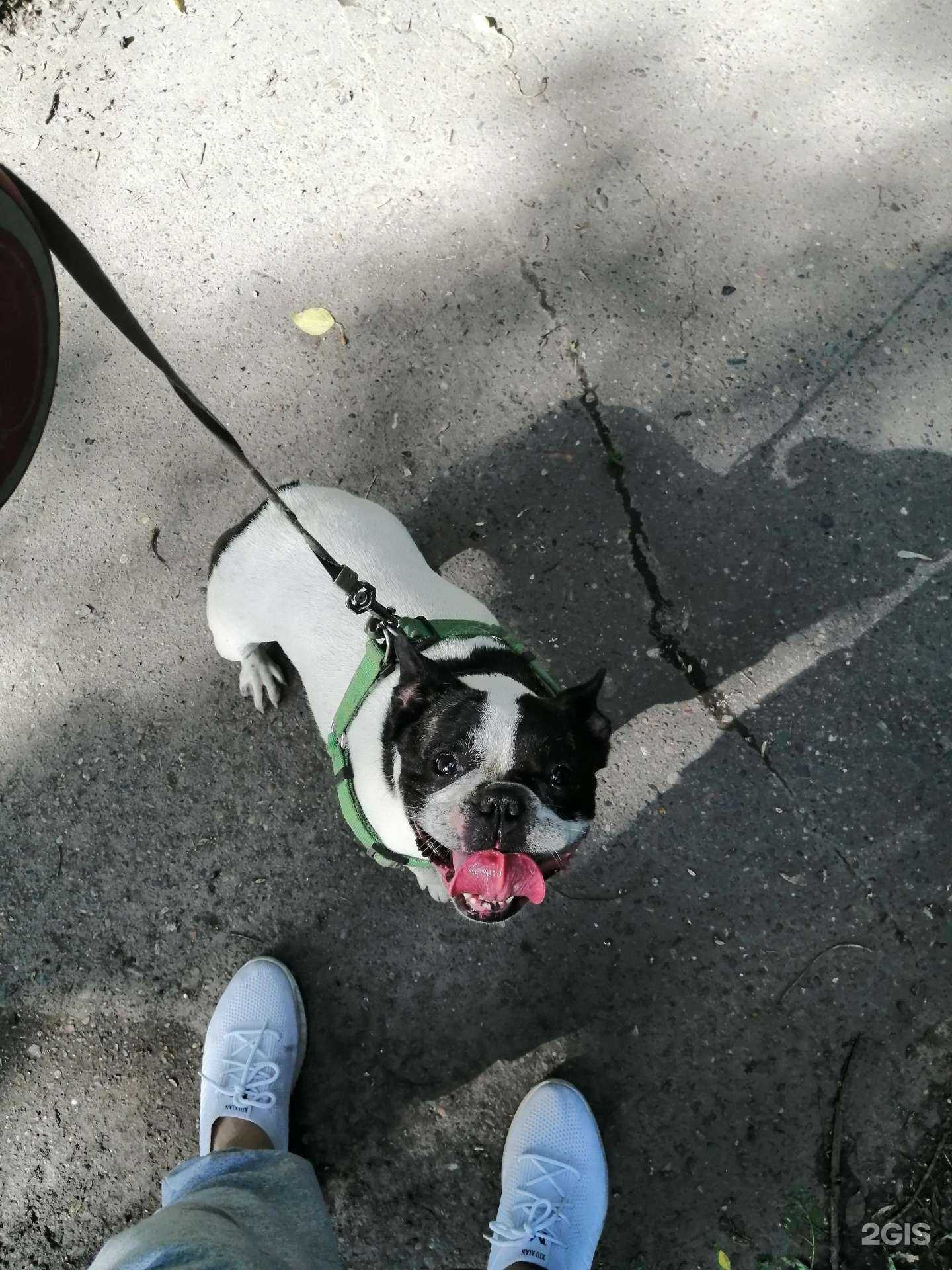 Отзывы на компанию Гав&Мяу в Красноярске c фото