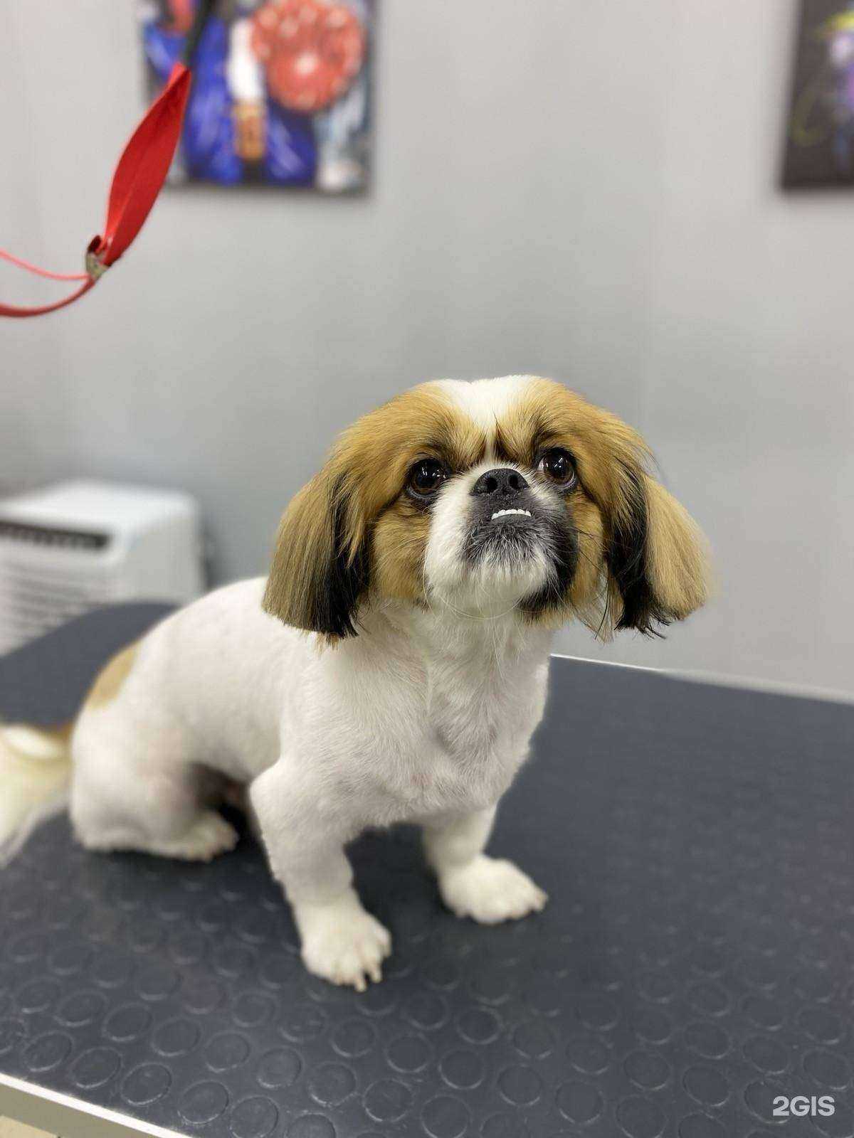 Отзывы на компанию Big dog в г. Новокузнецк c фото