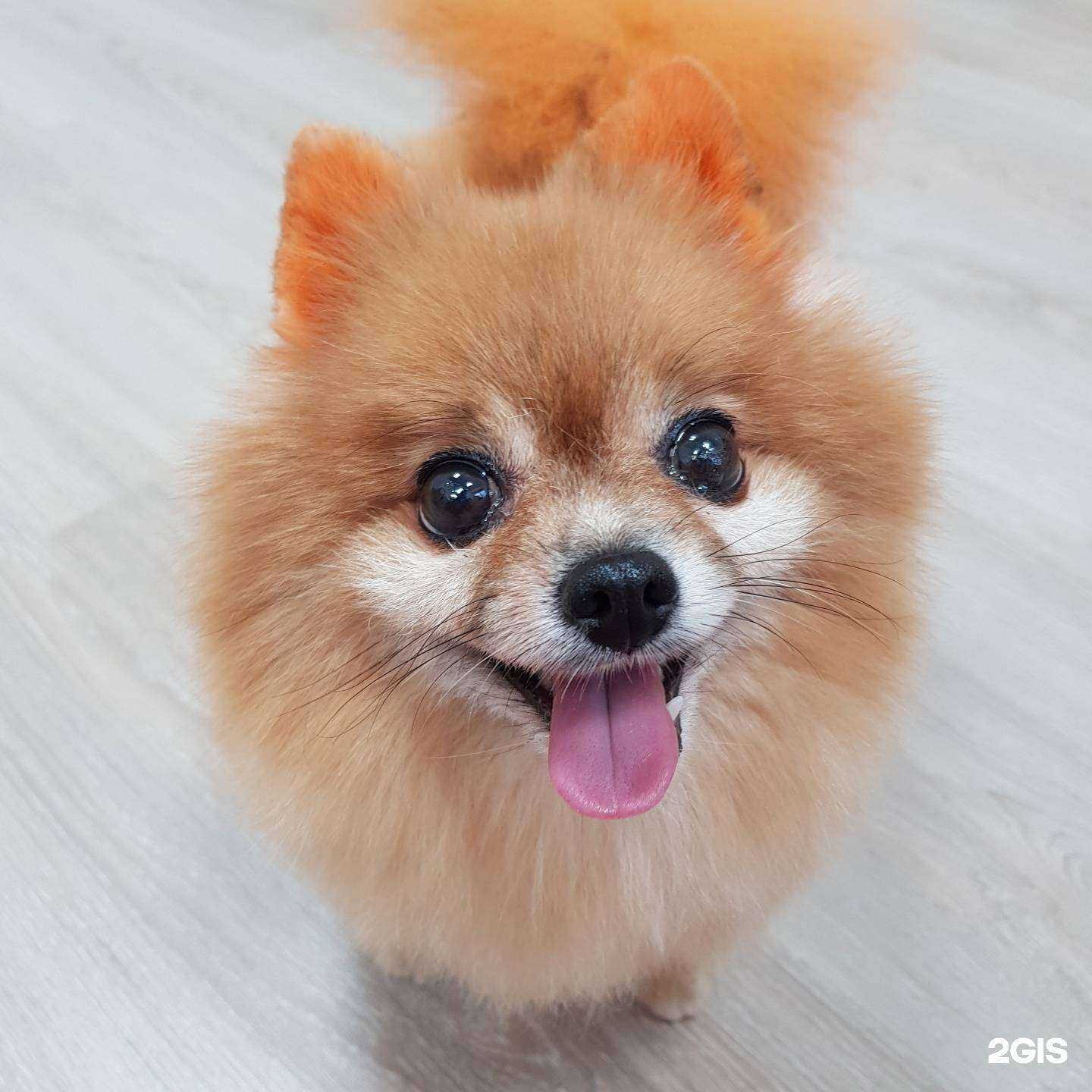 Отзывы на компанию Котопёс в Южно-Сахалинске c фото