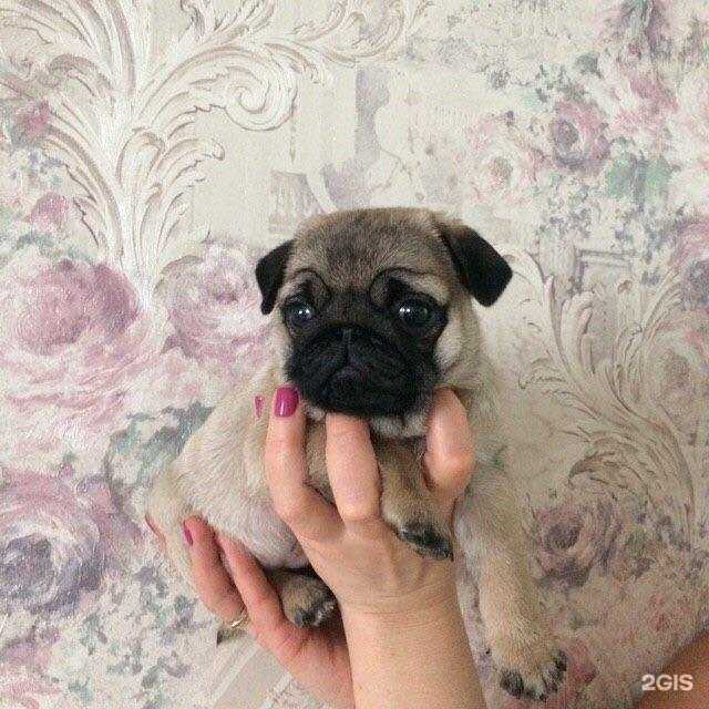 Отзывы на компанию Айболит в Саратове c фото