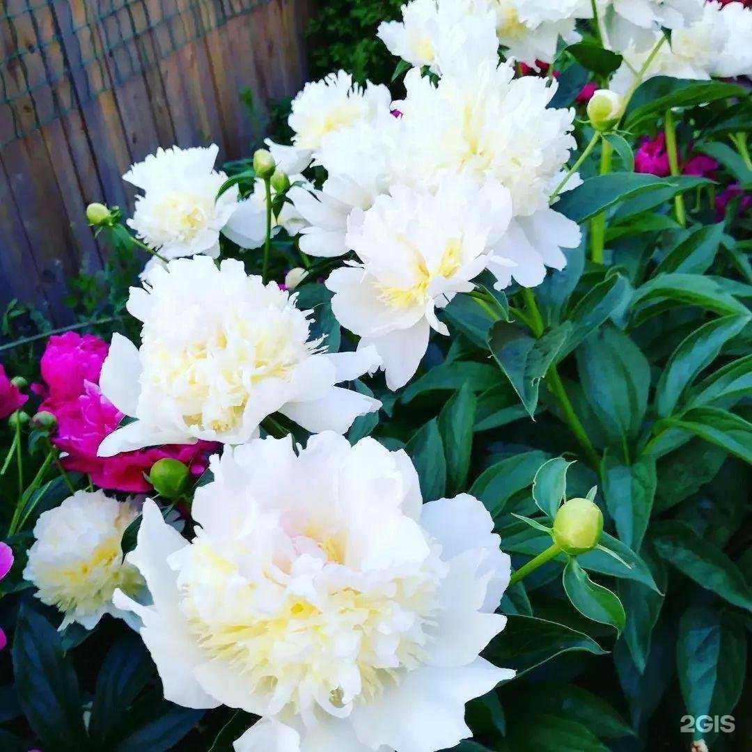 Отзывы на компанию Дачник в г. Омск c фото