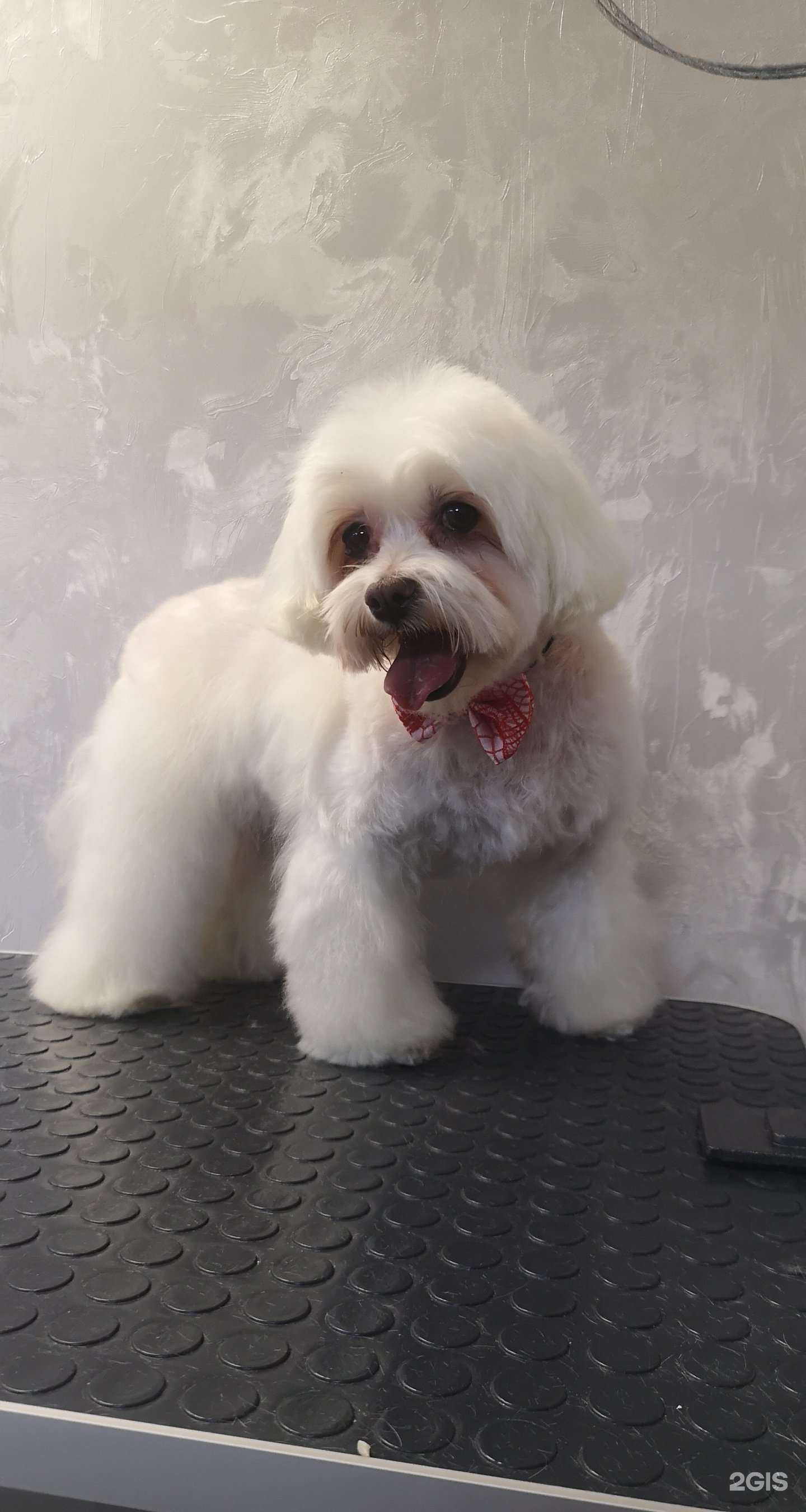 Отзывы на компанию Groomroom.nsk в г. Новосибирск c фото